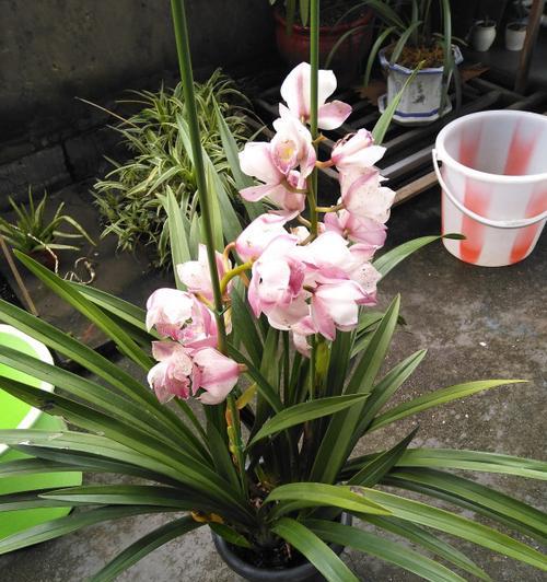 大花蕙兰花语