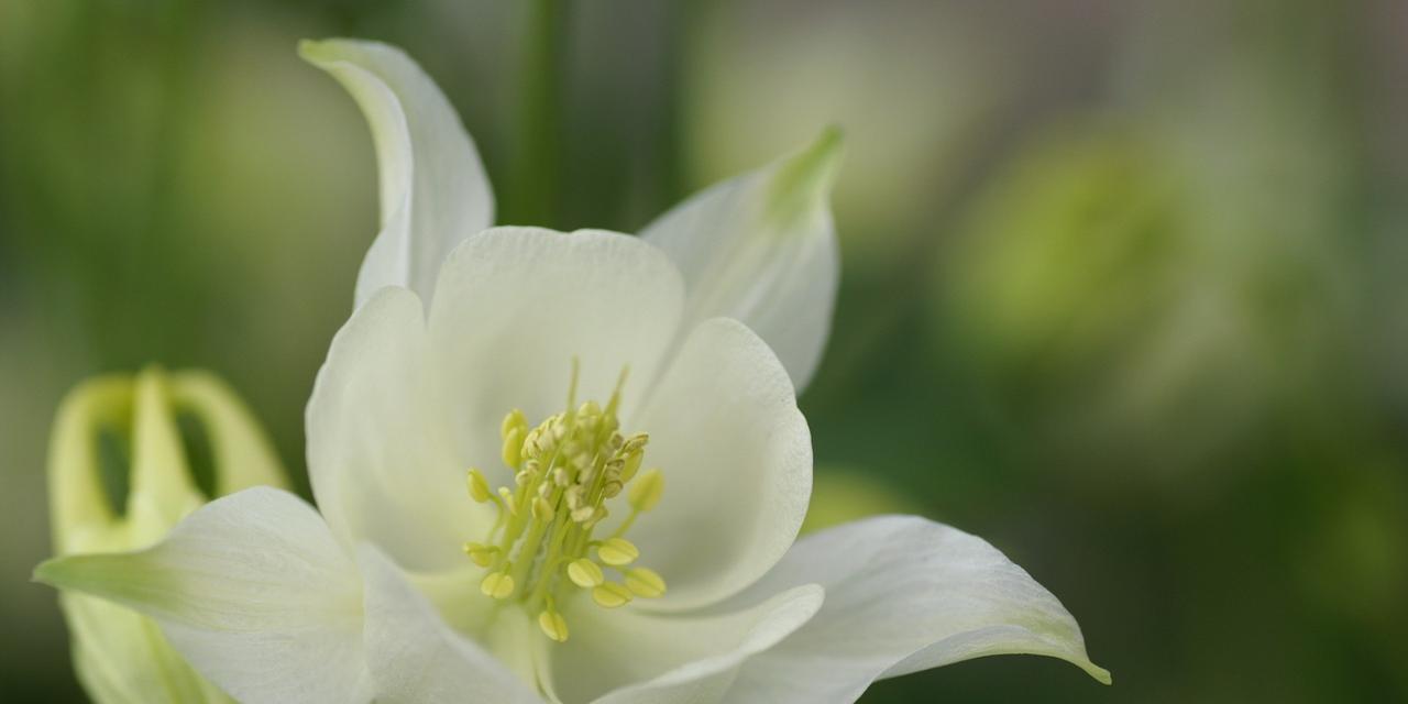 花开花谢，毁灭与重生的循环（以代表毁灭与重生的花为主题的自然奇观）