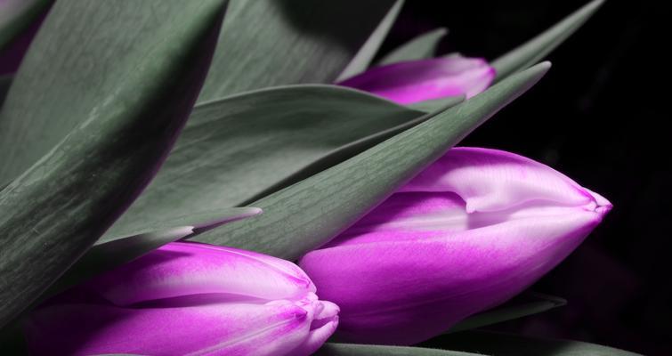 友谊之花（探寻友谊之花的美丽与意义）