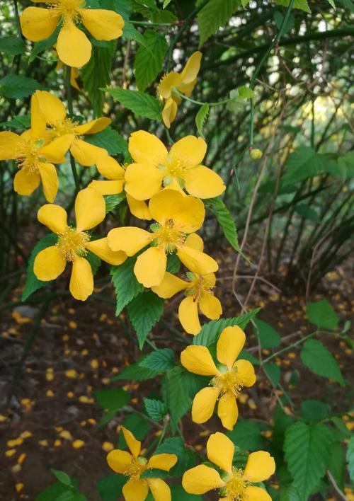 棣棠花的花语与美丽传说（神秘而娇艳）
