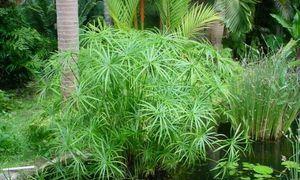 池塘边适合种植的植物（打造自然景观）