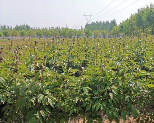 中国红芍药之乡——安徽省池州市（探寻全国最优质的红芍药种植基地）