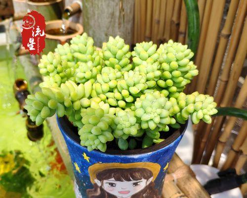 赤玉土的多肉种植秘籍（赤玉土为多肉生长提供优质环境）