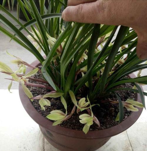 赤玉土种兰花的步骤与技巧（以赤玉土为基质的兰花种植方法）