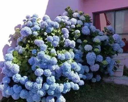 臭绣球花的养护技巧（学会这些方法）