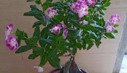 初吻老桩养殖与养护详解（初吻老桩养殖方法）