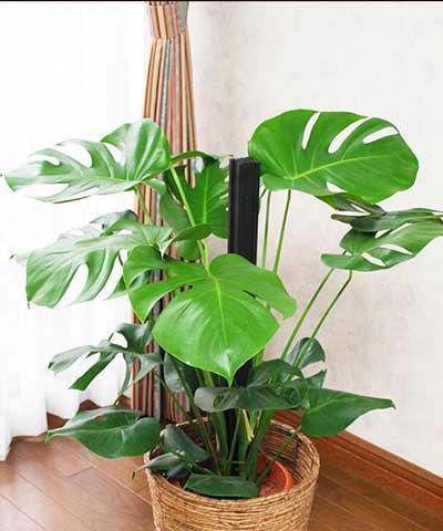 厨房里适合种植的花和植物（营造舒适厨房环境的秘密）