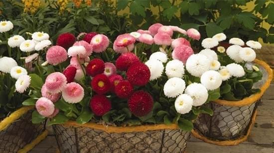 如何养护长长的雏菊花（善待花儿）