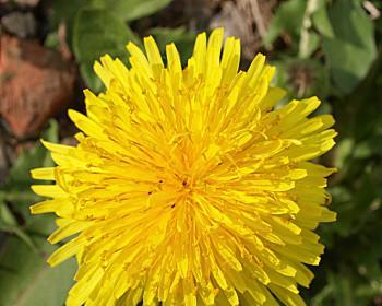 探秘幸福之花——菊花的种类和特点