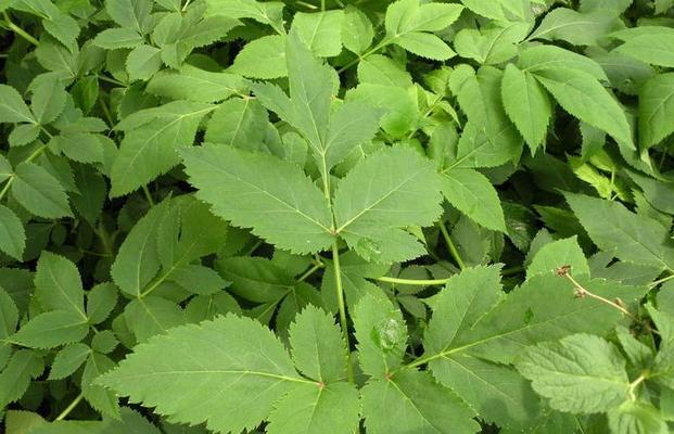 如何合适地种植川芎（川芎种植的时间）