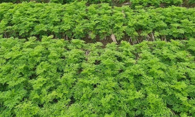 川芎的最佳播种时间（探究川芎最佳生长环境）