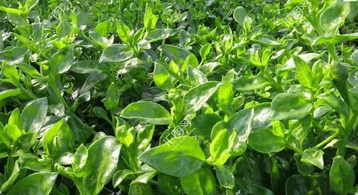 穿心莲种植高产技术与管理方法（提升穿心莲产量的实用技巧）