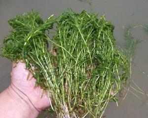 穿鱼播种的最佳时间（如何确定播种时间及其重要性）