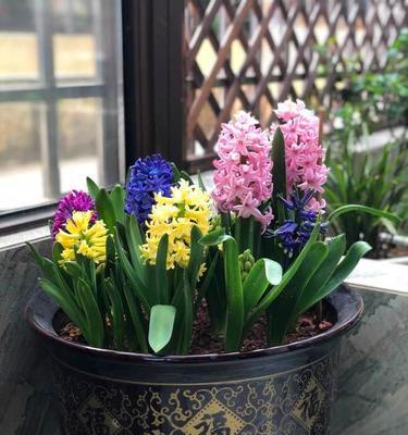 窗前养花风水之选花指南（种什么花适合窗前）