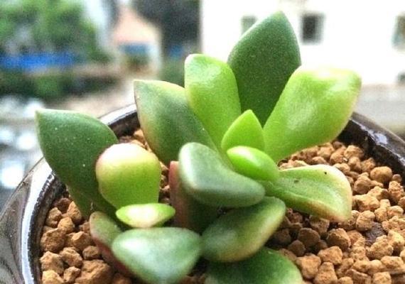 吹雪之松锦换盆后的养护方法（水分）