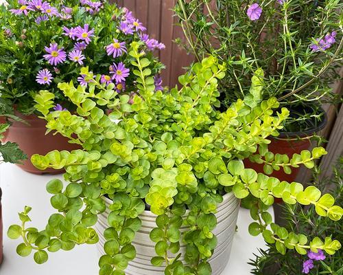 垂吊花卉（从品种到养护）