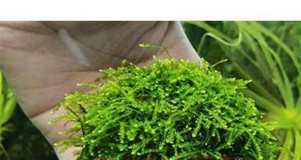 垂泪莫斯的种植与养护详解（打造健康美丽的垂泪莫斯花园）