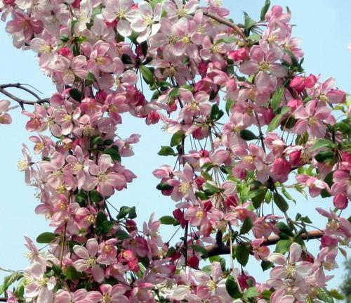 垂丝海棠花期长短解析（探究垂丝海棠开花时间和花期长度）