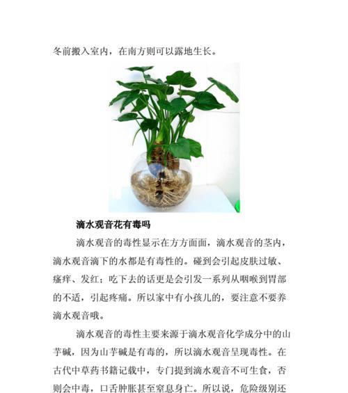 垂丝茉莉的养殖方法和注意事项（如何正确地种植垂丝茉莉）