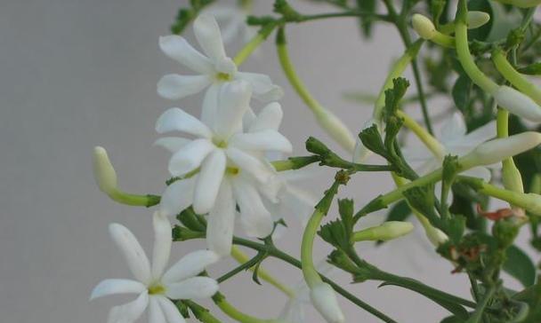 垂丝茉莉的耐寒性与过冬方法（打造四季皆美的垂丝茉莉花园）