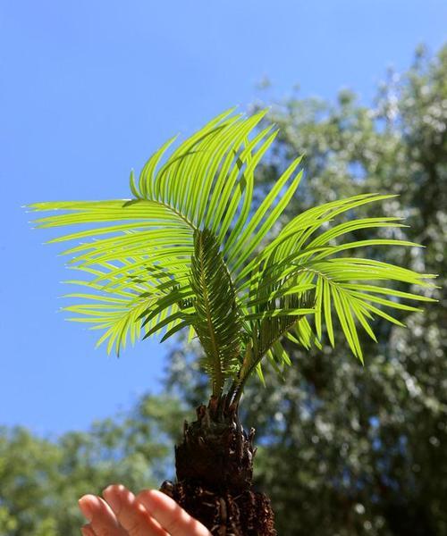 垂杨——叶子垂直下垂的被子植物（了解垂杨的特点及其生态意义）