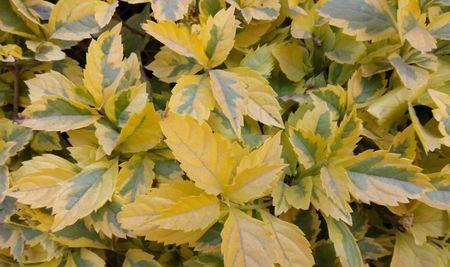 探秘垂杨柳——中国南方最美的植物（从品种、生态到文化）