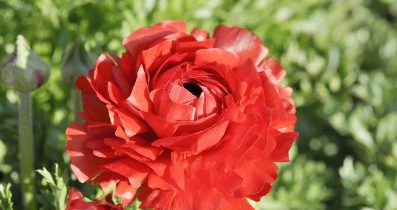 品种繁多、花香四溢，百花争艳、春意盎然（品种繁多、花香四溢）
