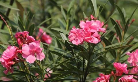 春季花园的养护指南（养什么花）