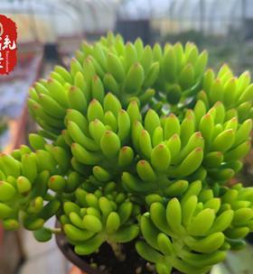 春萌多肉的养殖方法（打造多肉植物的独特魅力）