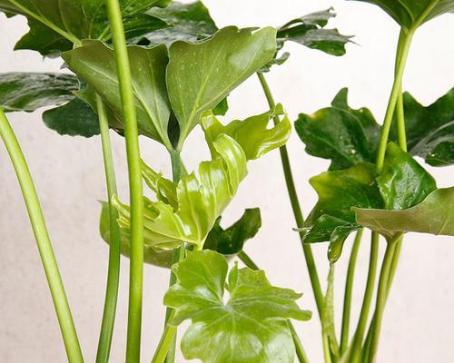 春羽能否放卧室（室内植物选择指南）
