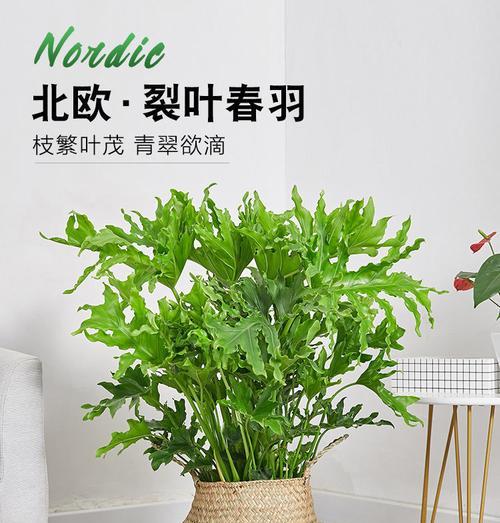 春羽植物的空气净化功效（揭秘春羽能否吸附甲醛的真相）