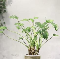 春羽水培养殖全攻略（水中生长）