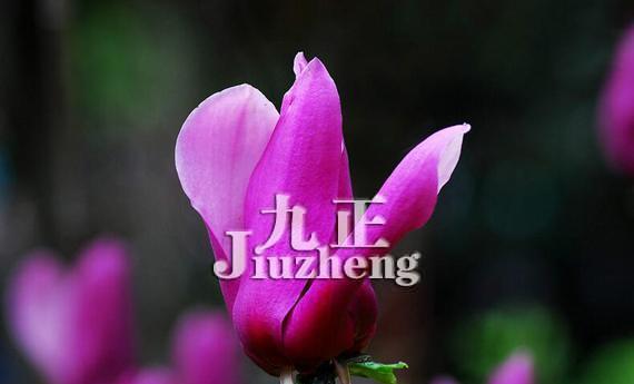紫玉兰花的花语与寓意（传达崇高）