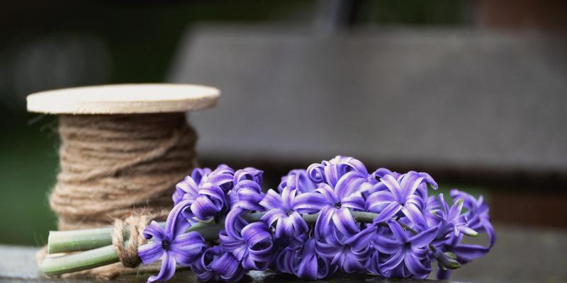 花语之美（探寻玫瑰的浪漫与深情）