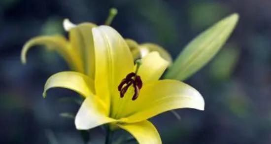白百合的花语及其寓意（洁白纯净）
