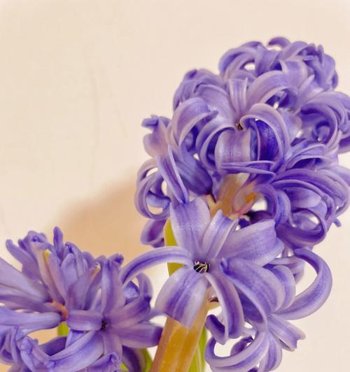 白色风信子的花语与美好寓意（传递希望与纯洁）