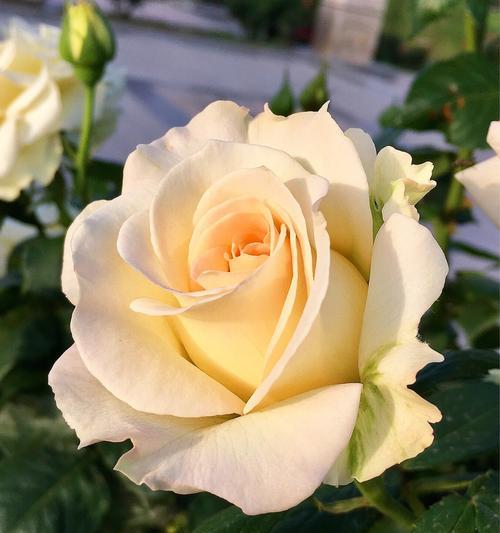 白色月季花的花语与象征意义（探寻白色月季花的寓意与美丽）