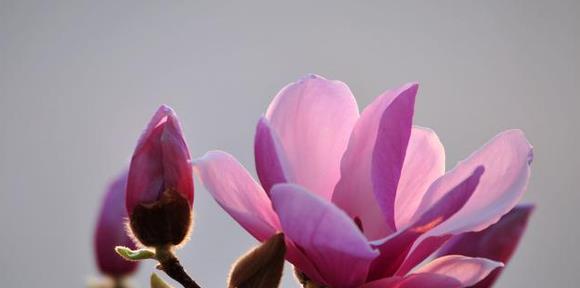 白玉兰的花语与寓意（探究白玉兰的花语）