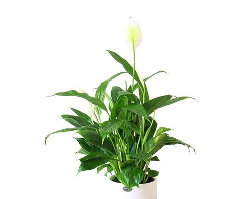 植物白掌的花语解读（植物白掌的花语及象征意义）