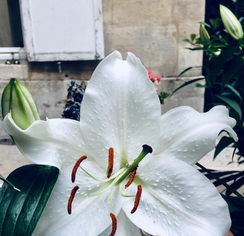 百合大全的花语之美（百合花语解析）