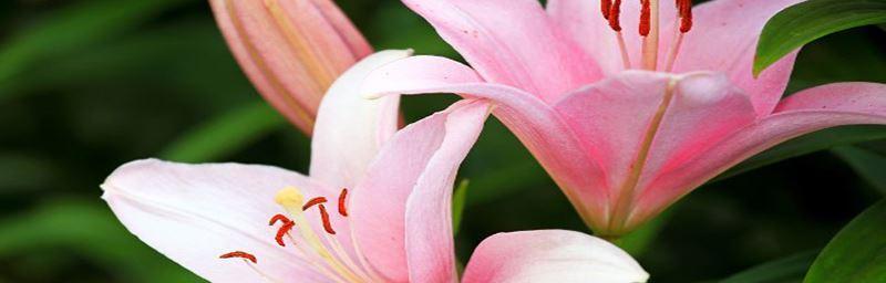 月季玫瑰百合花语的深意（探索花朵的心语）