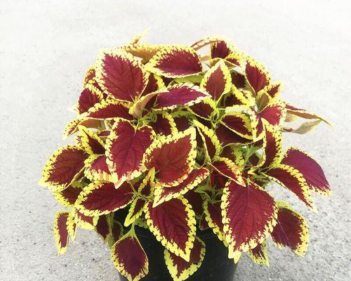 彩叶草的花语与寓意（探寻彩叶草的花色世界）