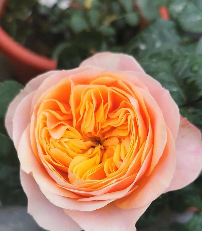 橙色的月季花（橙色月季花的意义与传达的情感）