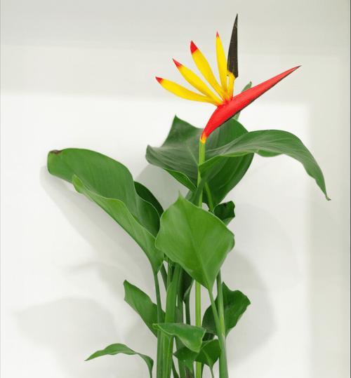 春羽花语与寓意（唤醒生命的春羽）