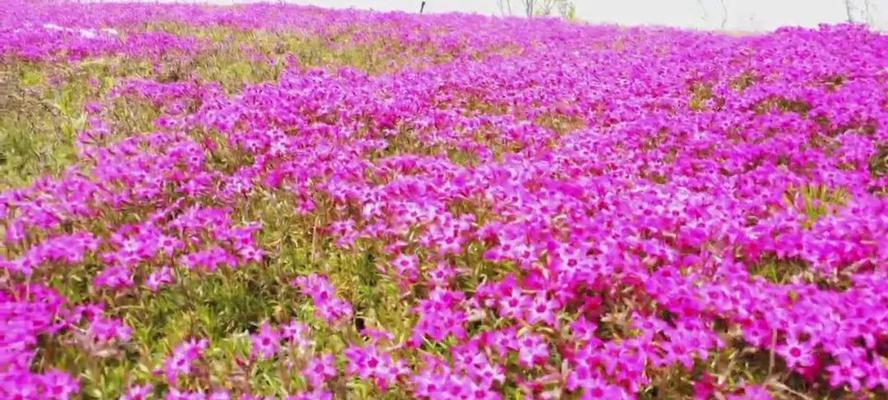 丛生福禄考花语，寓意吉祥如意（揭秘福禄考的花语及象征意义）