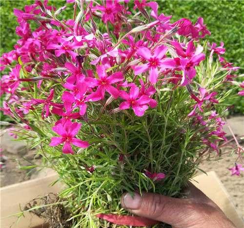 丛生福禄考花语，寓意吉祥如意（揭秘福禄考的花语及象征意义）