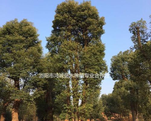 丛生香樟的意义及特点（探究丛生香樟的生长环境与文化意义）