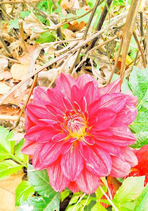 大丽花的花语与寓意——探索花卉背后的故事（一朵美丽的大丽花所传递的不仅仅是美）