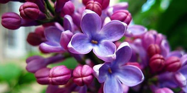 丁香花的花语及象征意义（丁香花传递的情感和寓意）