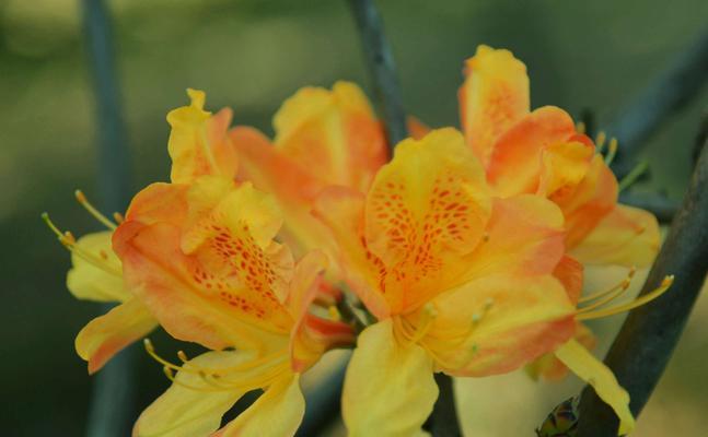 杜鹃花的花语和寓意（探索杜鹃花的花语与内涵）